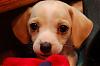 champgirl