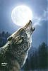 Lonly Wolf