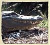 Alligator