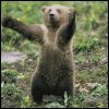 bear4hugs