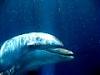 blue_dolphin