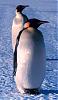 Penguinz