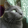 Musticat