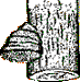 Fomitopsis