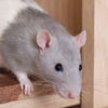 Ratgirl111