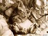 SleepyKitty