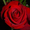 truely_sweet03