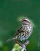 Finch