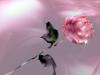 Pink Rose