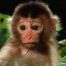 PootsTheHonkey