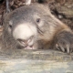 mhwombat