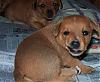 Cinnamon