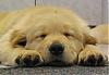 Puppydog