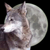 alphawerewolf