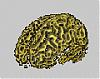 Brainatwork