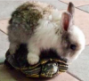 OneBun
