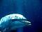 blue_dolphin