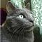 Musticat