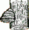 Fomitopsis
