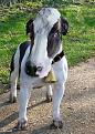 Click image for larger version

Name:	Cowdog.jpg
Views:	521
Size:	78.3 KB
ID:	1681828