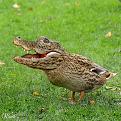 Click image for larger version

Name:	Crocoduck.jpg
Views:	497
Size:	50.8 KB
ID:	1681829