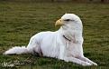 Click image for larger version

Name:	Eagledog.jpg
Views:	494
Size:	21.5 KB
ID:	1681830