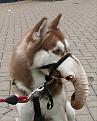 Click image for larger version

Name:	Elephantdog.jpg
Views:	493
Size:	53.5 KB
ID:	1681831