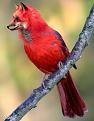 Click image for larger version

Name:	Foxbirdy.jpg
Views:	484
Size:	33.7 KB
ID:	1681832