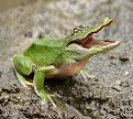 Click image for larger version

Name:	Frogodile.jpg
Views:	477
Size:	40.0 KB
ID:	1681834