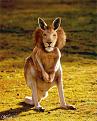Click image for larger version

Name:	Kangalion.jpg
Views:	518
Size:	45.1 KB
ID:	1681835