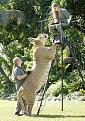 Click image for larger version

Name:	Liger 2.jpg
Views:	512
Size:	50.5 KB
ID:	1681837