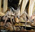 Click image for larger version

Name:	BadSpider.jpg
Views:	331
Size:	38.8 KB
ID:	1681848