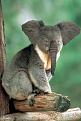 Click image for larger version

Name:	koalaphant.jpg
Views:	323
Size:	49.8 KB
ID:	1681849