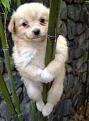 Click image for larger version

Name:	bamboodog.JPG
Views:	496
Size:	74.5 KB
ID:	1681851