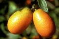 Click image for larger version

Name:	kumquat.jpg
Views:	197
Size:	14.6 KB
ID:	1681887