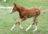 Click image for larger version

Name:	equine5b_small.jpg
Views:	467
Size:	2.8 KB
ID:	1682138