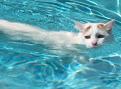 Click image for larger version

Name:	swimming cat.jpg
Views:	933
Size:	15.5 KB
ID:	1682344