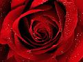 Click image for larger version

Name:	red rose.JPG
Views:	311
Size:	29.2 KB
ID:	1682356