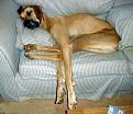 Click image for larger version

Name:	DOG.SLEEP.jpg
Views:	395
Size:	46.3 KB
ID:	1682424