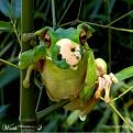 Click image for larger version

Name:	Frogpig.jpg
Views:	197
Size:	34.6 KB
ID:	1682435
