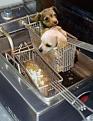 Click image for larger version

Name:	hotdogs.jpg
Views:	373
Size:	26.7 KB
ID:	1682598