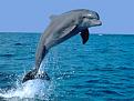 Click image for larger version

Name:	dolphin.jpg
Views:	199
Size:	141.6 KB
ID:	1682613