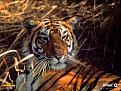 Click image for larger version

Name:	tiger.jpg
Views:	258
Size:	69.2 KB
ID:	1682645