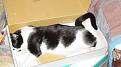 Click image for larger version

Name:	katze.jpg
Views:	310
Size:	32.5 KB
ID:	1682650