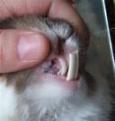 Click image for larger version

Name:	teeth.jpg
Views:	275
Size:	3.6 KB
ID:	1682701