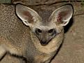 Click image for larger version

Name:	bat-eared-fox.jpg
Views:	334
Size:	45.0 KB
ID:	1682723