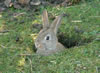 Click image for larger version

Name:	rabbit17_jpg.jpg
Views:	195
Size:	3.4 KB
ID:	1682811