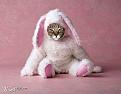 Click image for larger version

Name:	CatBunny.jpg
Views:	318
Size:	45.4 KB
ID:	1682847