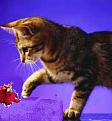 Click image for larger version

Name:	Cat_and_mouse-1.jpg
Views:	322
Size:	19.2 KB
ID:	1682849
