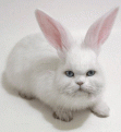 Click image for larger version

Name:	Bunny.gif
Views:	289
Size:	100.7 KB
ID:	1682873